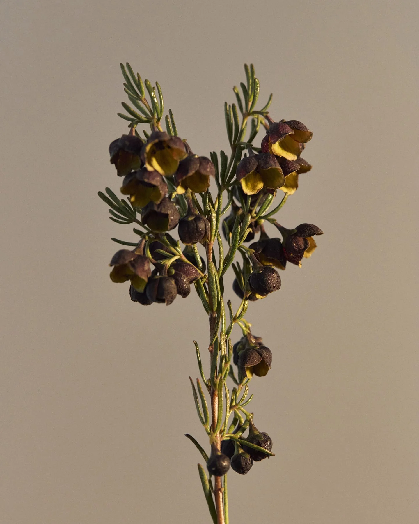 Bundle: Boronia Hand Wash - Image 4