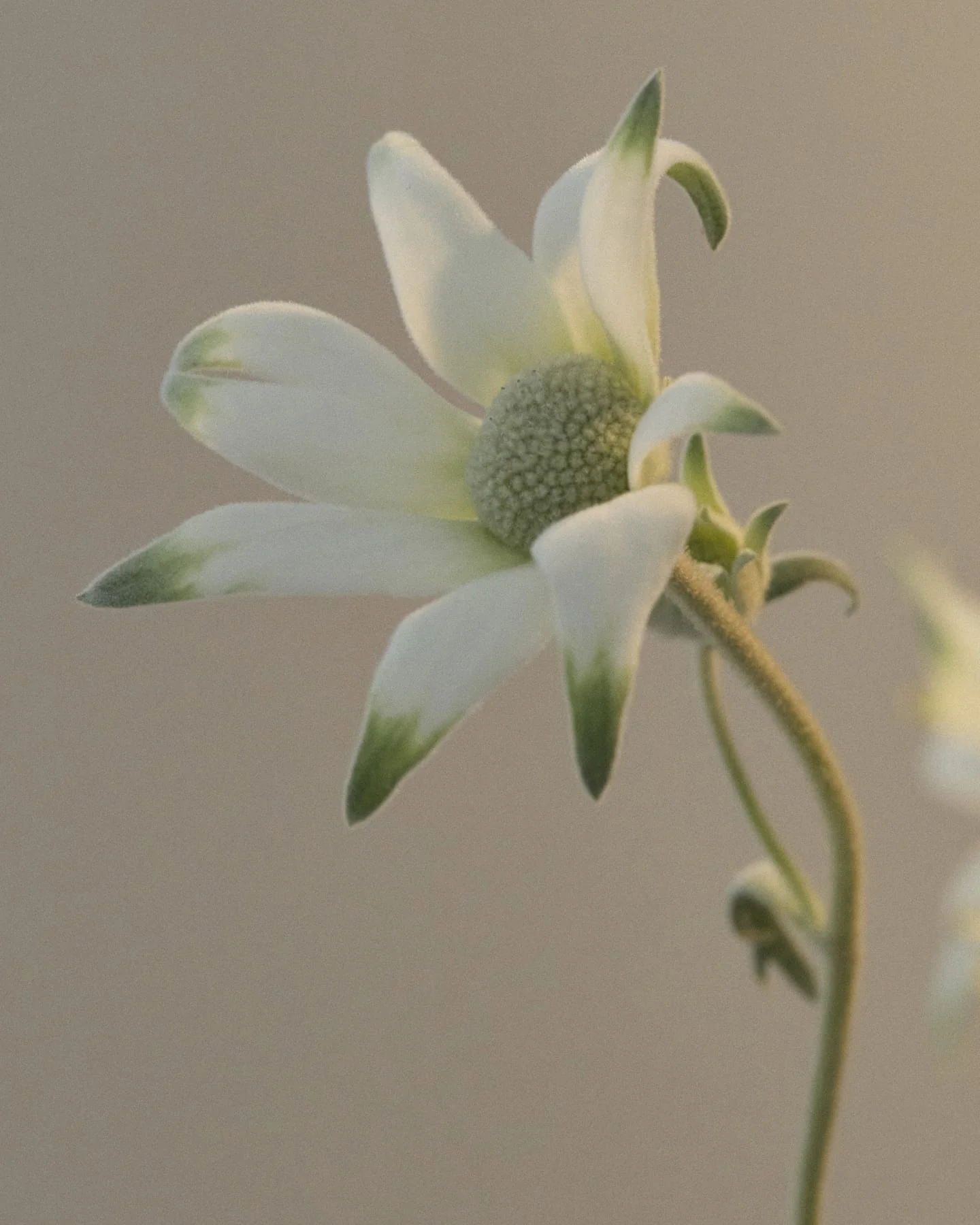 Flannel Flower Hand Balm - Image 3